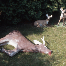 lawn_ornament_with_deer_erik_peterson_2004.jpg