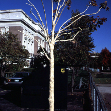 Light Pine Fine Grain